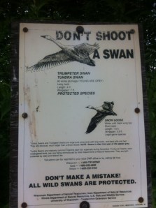 Don't Shoot A Swan