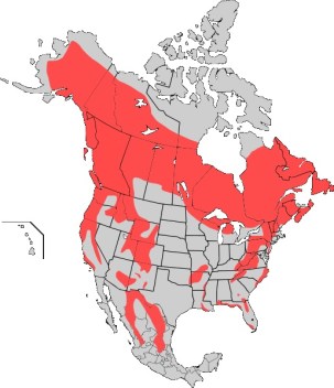 Image copyright http://upload.wikimedia.org/wikipedia/commons/1/1f/American_Black_bear_map.png